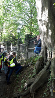 Waldbesuch am Mönchsberg